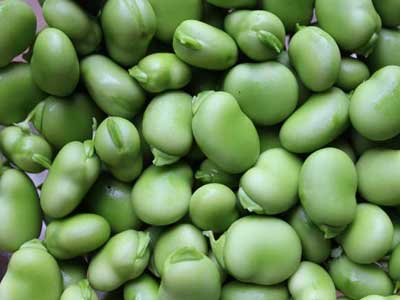 Broad Beans - Product Photo
