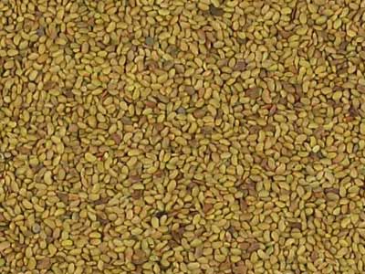 Lucerne Seed - Product Photo