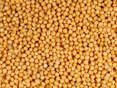 	Mustard Seeds - Product Photo