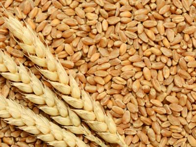 Wheat - Product Photo